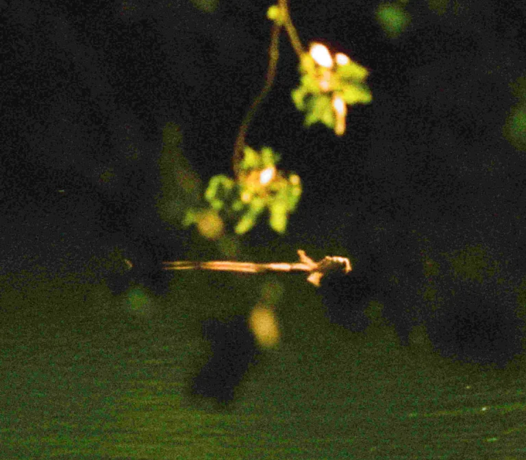 Fiammetta d'Angiolini website, artwork, painting, photogrphy, experimental video