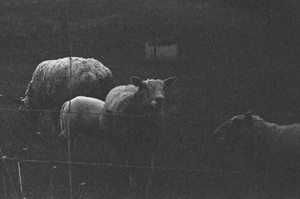 ©fiammetta d'angiolini artist, artwork, photography