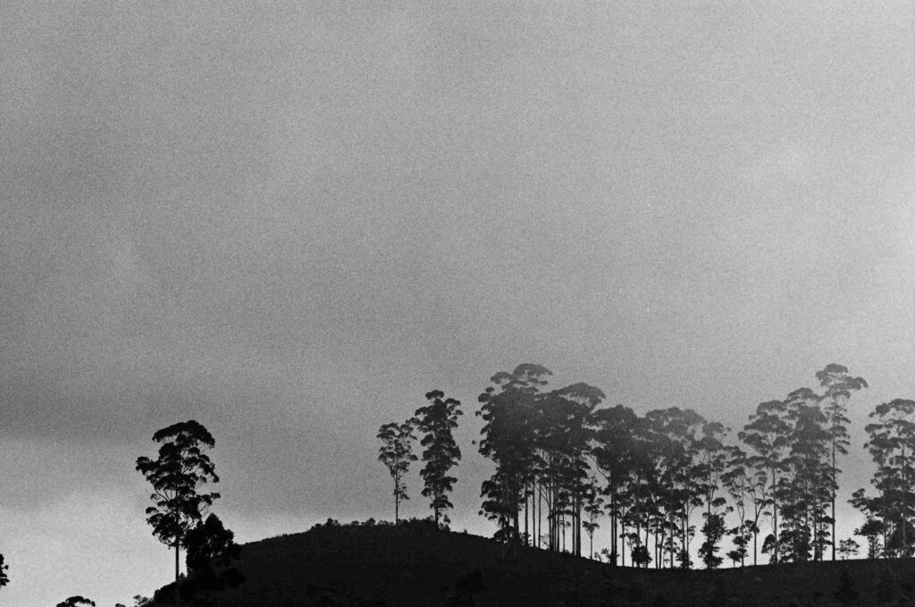 © Fiammetta d'Angiolini artist, artwork, photography