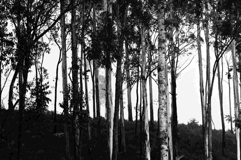 © Fiammetta d'Angiolini artist, artwork, photography