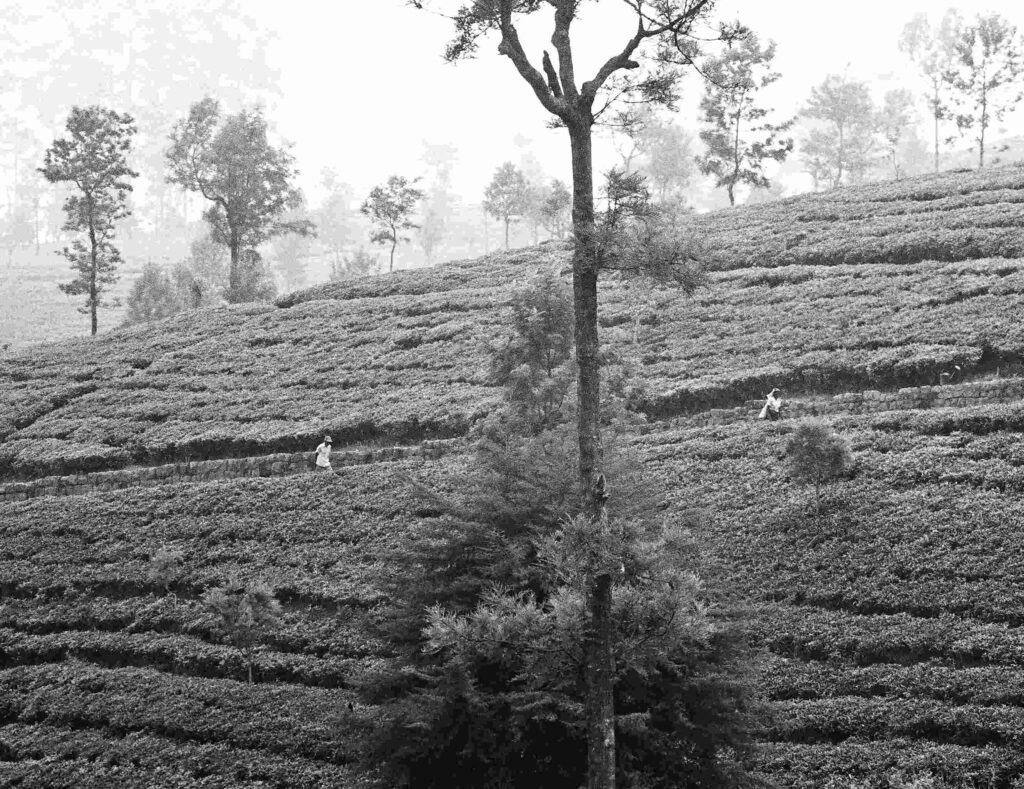 © Fiammetta d'Angiolini artist, artwork, photography