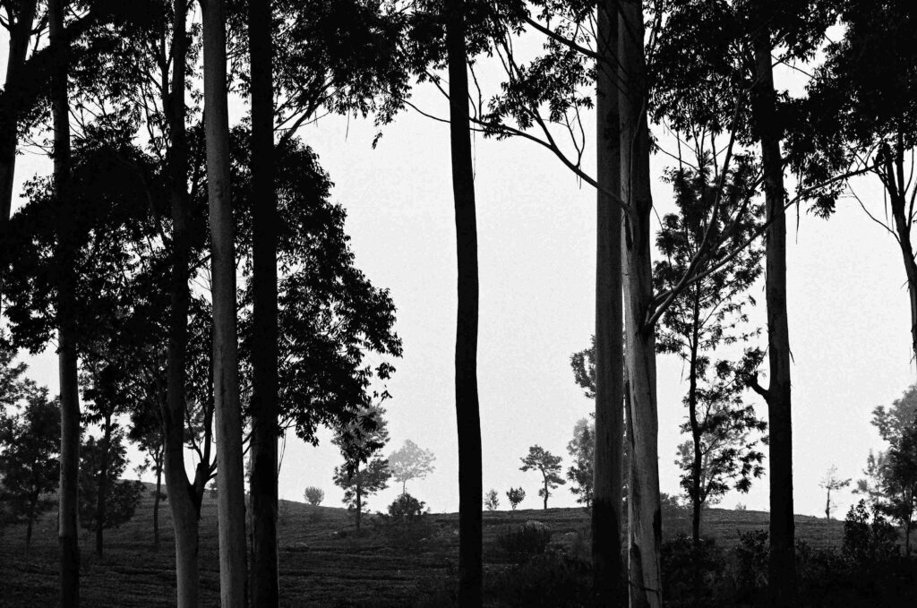 © Fiammetta d'Angiolini artist, artwork, photography