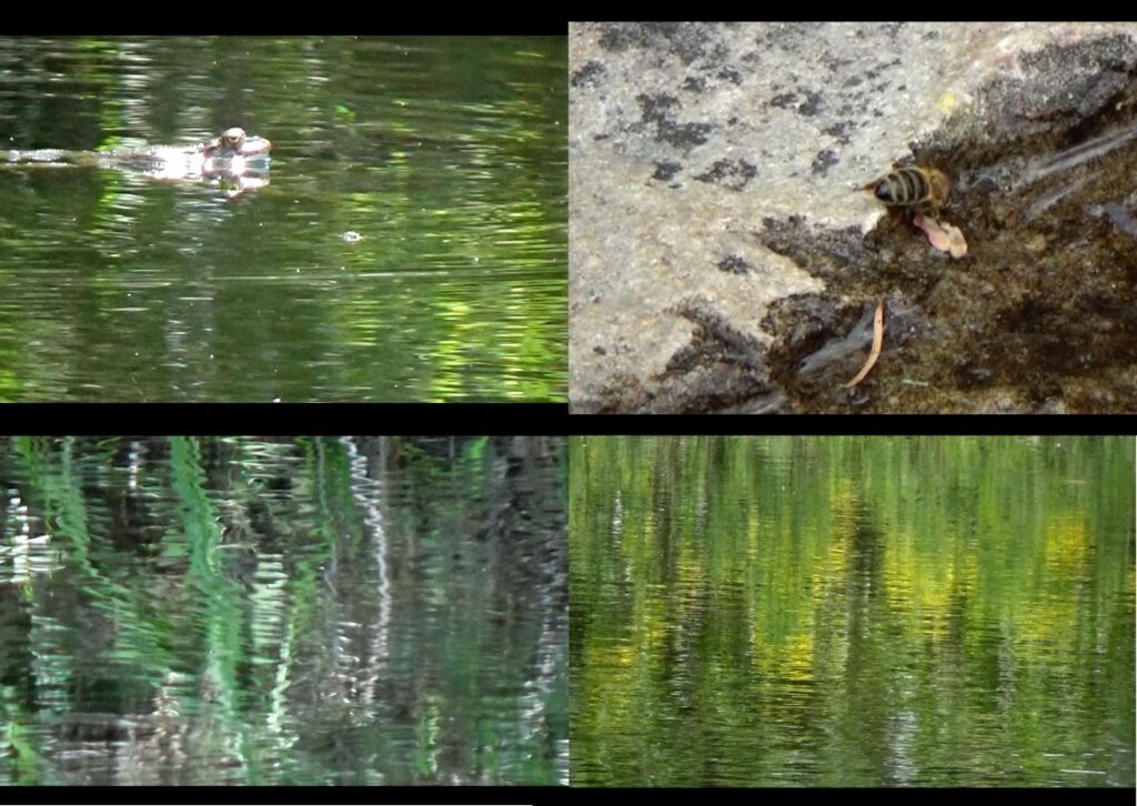 Fiammetta d'Angiolini artist, artwork, videos