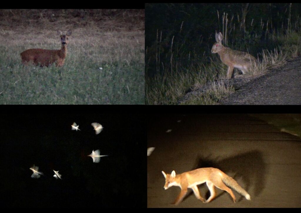 Fiammetta d'Angiolini artist, artwork, videos