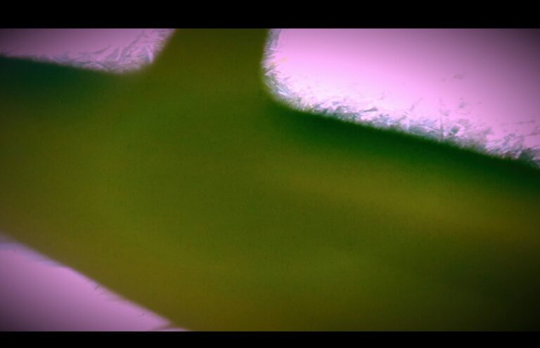 Fiammetta d'Angiolini, artist, artwork, video