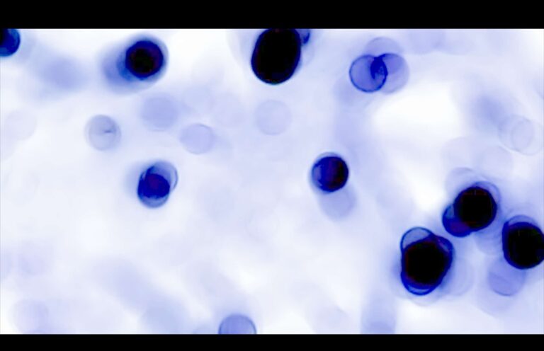 Fiammetta d'Angiolini, artist, artwork, video